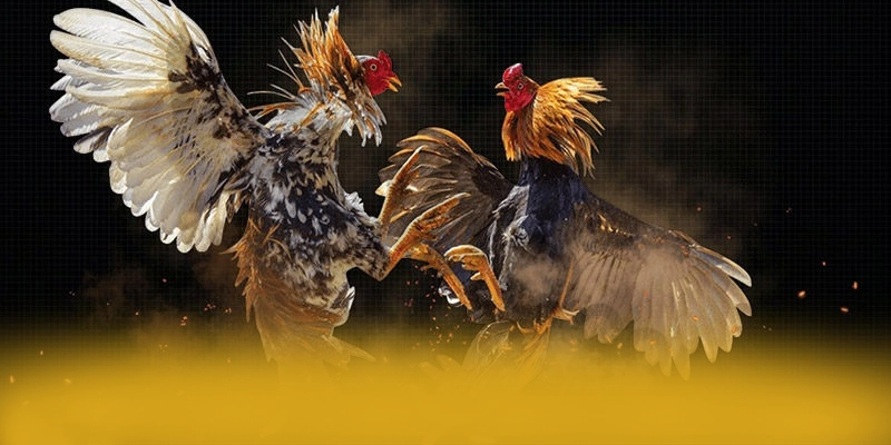 Dịch vụ hỗ trợ người chơi tại BET168 Dịch vụ hỗ trợ người chơi tại BET168